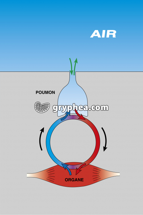 Respiration pulmonaire - les échanges gazeux - gryphea.com